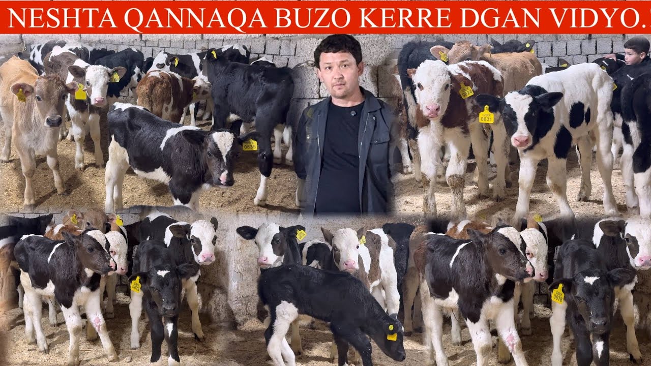 GAP YÒQ✊ISLOMJON💥F🤝🥛SUT EMDILAR JUDA ARZONU NASILDOR BUZOQLAR NARXI ARZONDA🤝🏃