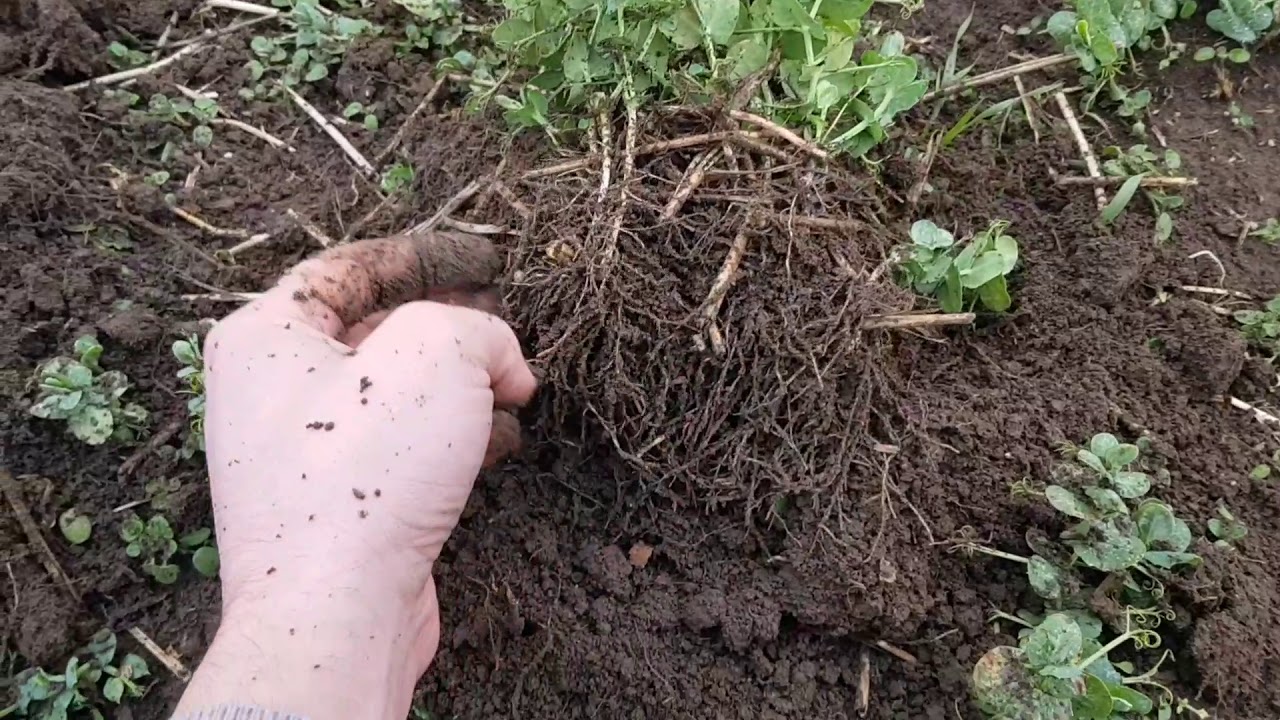 Зимующий горох. Проверяем зимостойкость