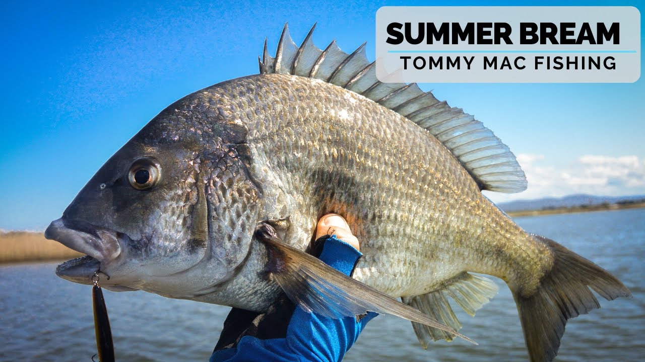Summer Bream