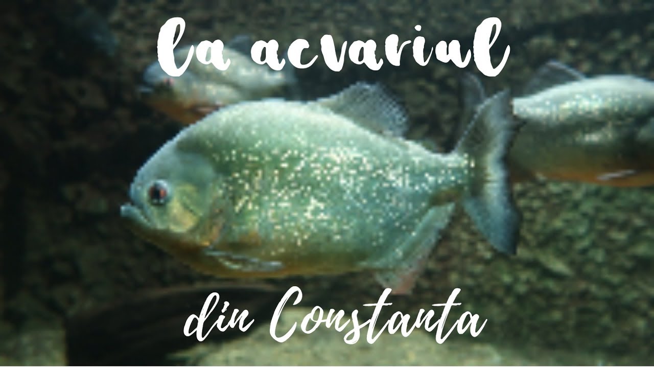 Vizita la ACVARIUL din Constanta