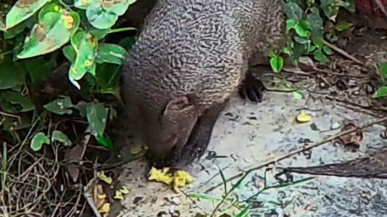 Up close with a grown Mongoose using Insta360 X5