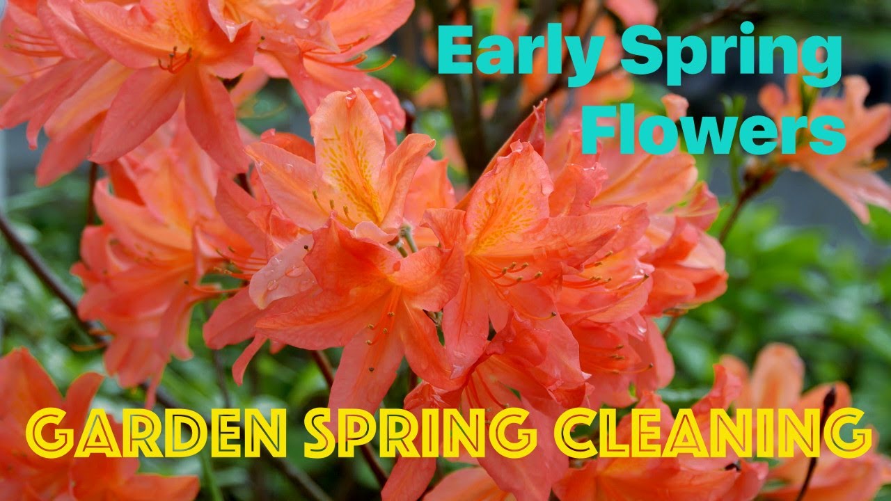 Tree trimming and early spring flowers in the garden