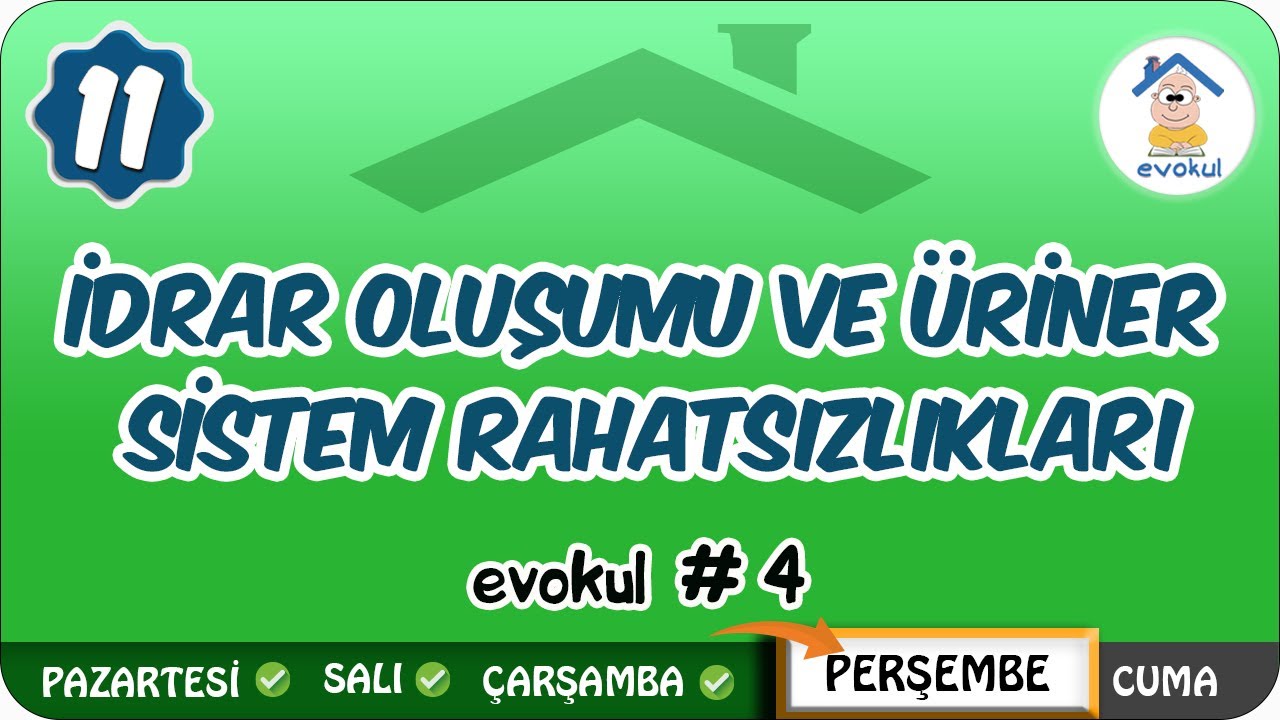 İdrar Oluşumu ve Üriner Sistem Rahatsızlıkları | 11.Sınıf #uzaktanegitim #evokul 4