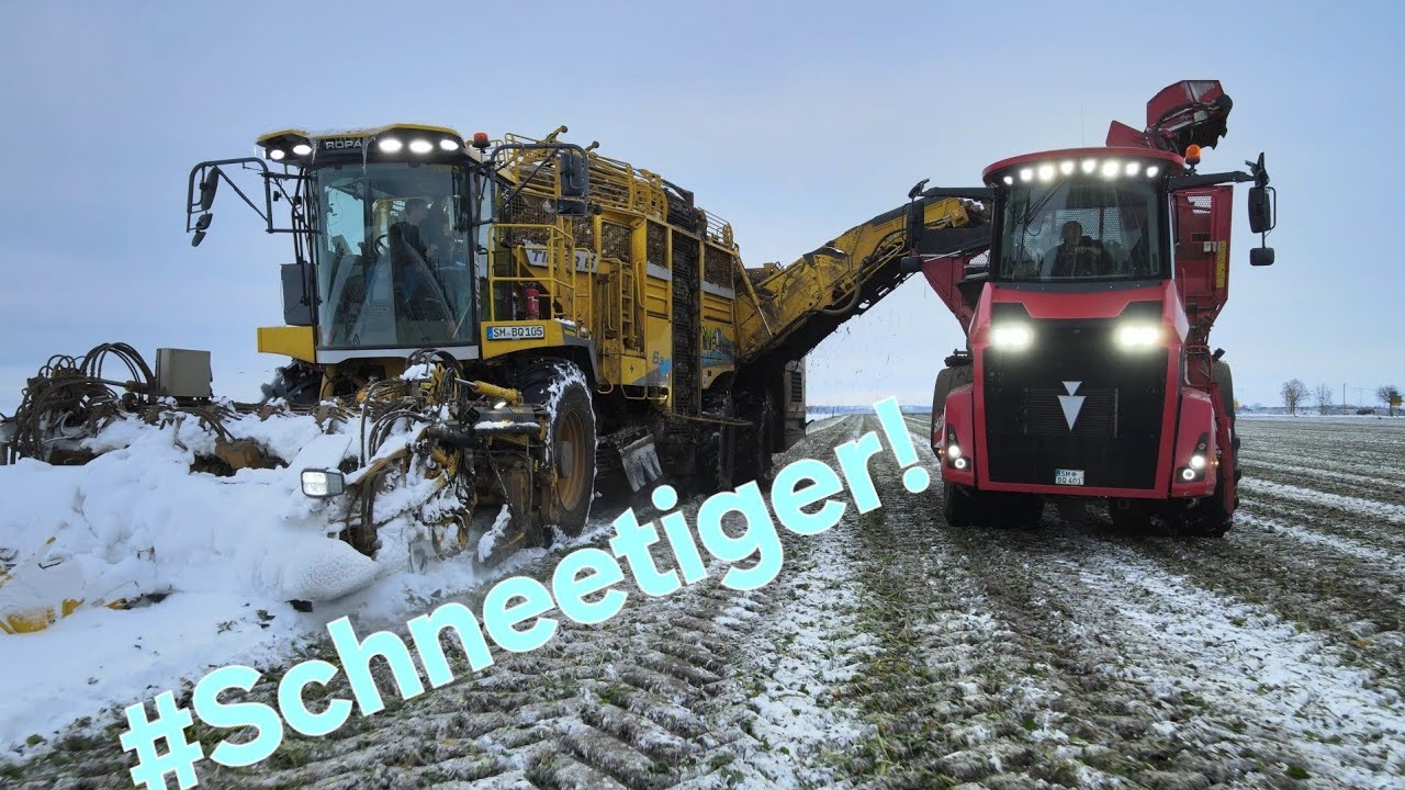 Schneerüben Roden! BÜTTNER Ökoservice bei Döcklitz mit ROPA Schnee-Tiger 6 & HOLMER Überladewagen 4k