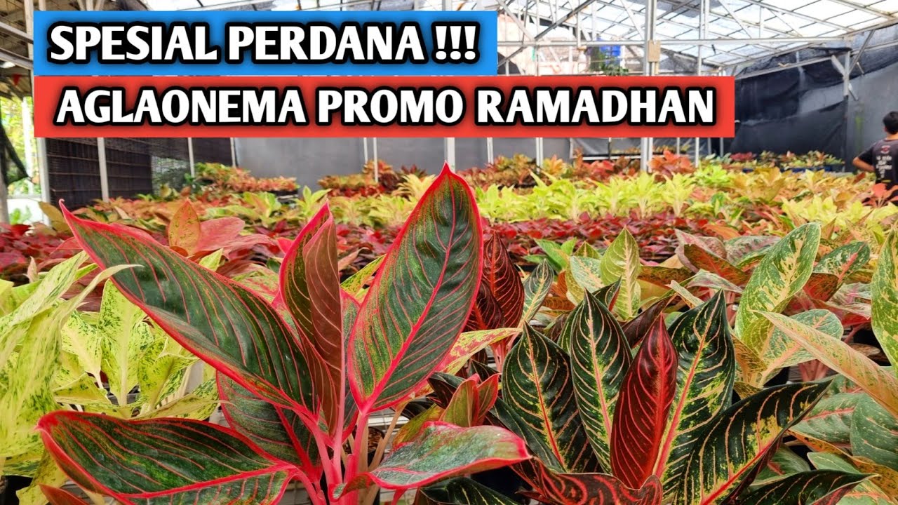 Spesial perdana, aglaonema promo ramadhan !!!