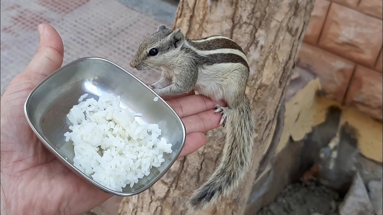 Squirrel eating rice