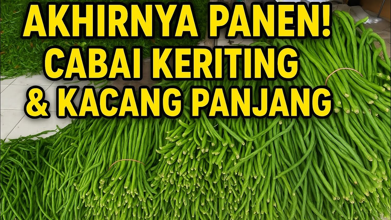Luar Biasa! Panen Cabai & Kacang Panjang Hari Ini Melimpah!