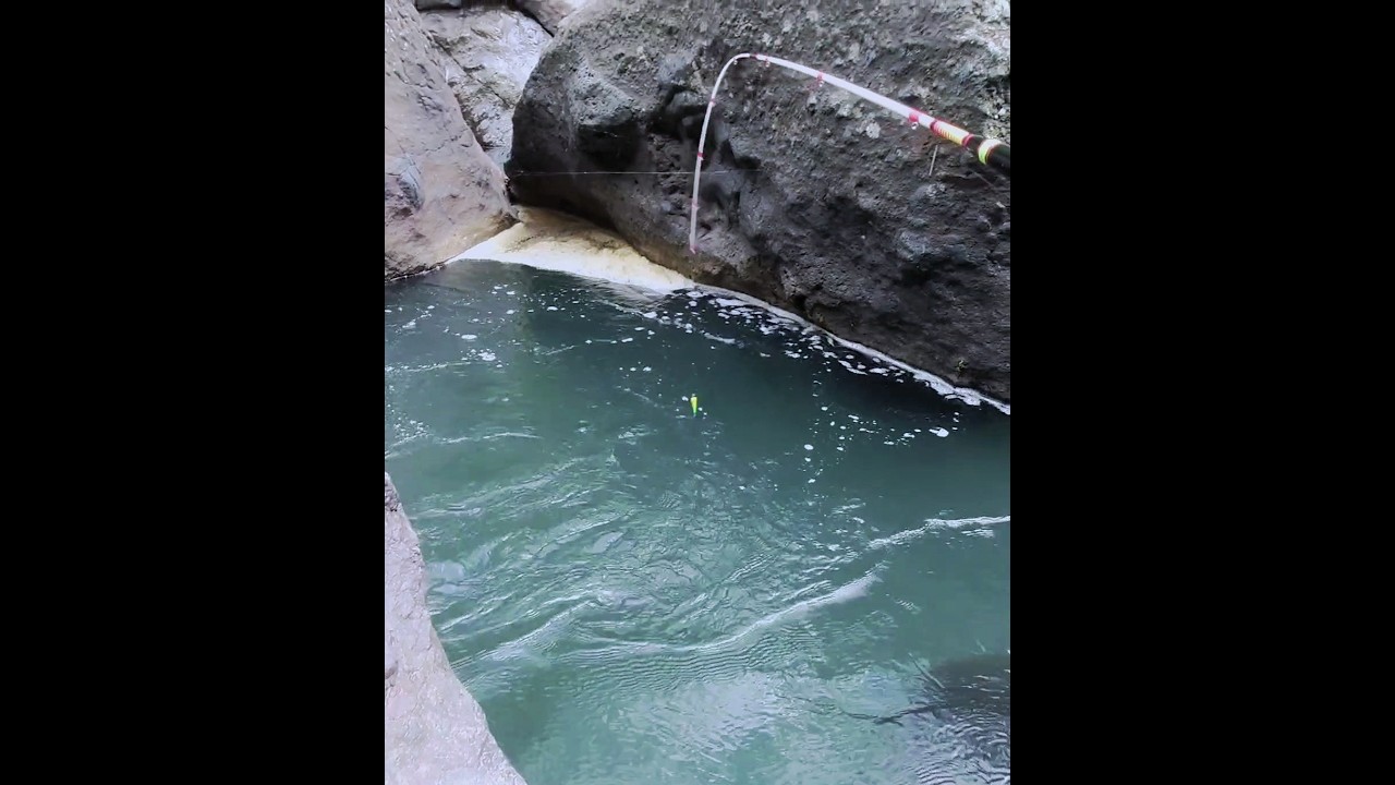 Mancing wader arus deras tarikannya mantap-mantap #mancingwader #joranlentur #mancing #waderan