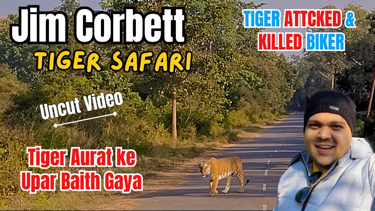 Tiger Attacked & Killed Biker & Forest Staff  - Uncut Video Jim Corbett National Park Safari