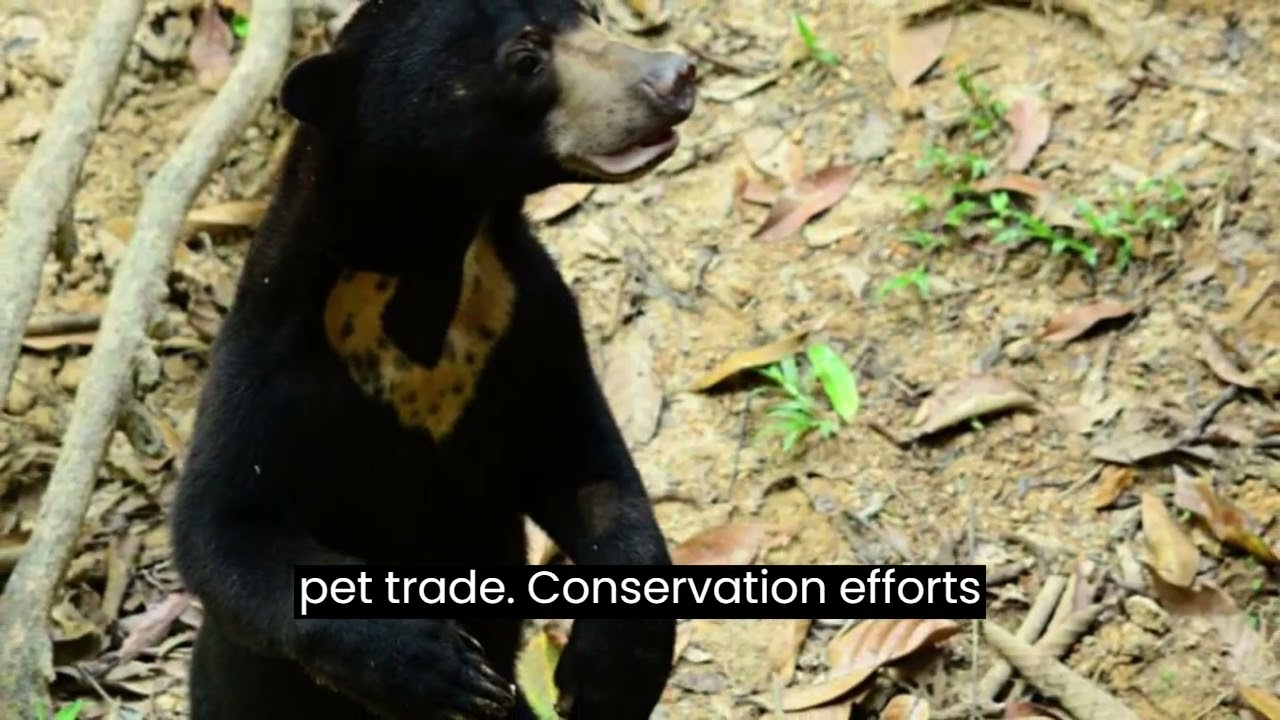 Sun Bears in the Spotlight  Viral Video Sparks Conservation Awareness for the World's Smallest Bear