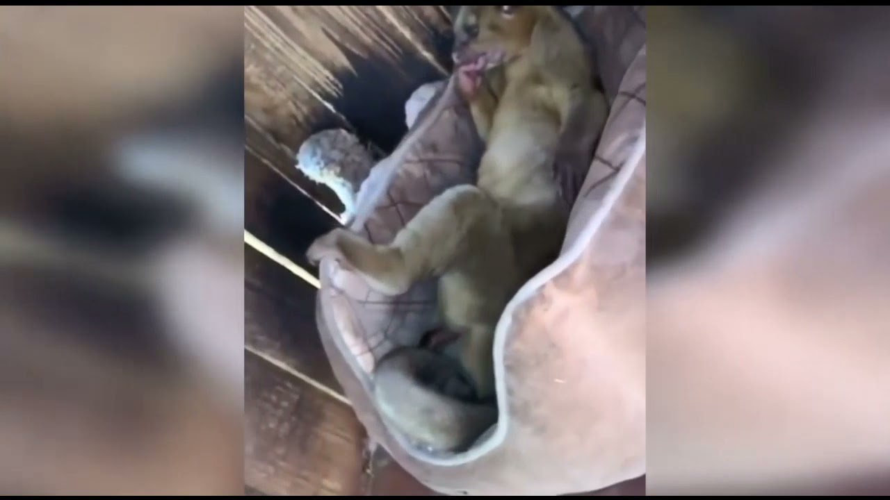 BESTOFTIKTOK COMPILATION #1 2021