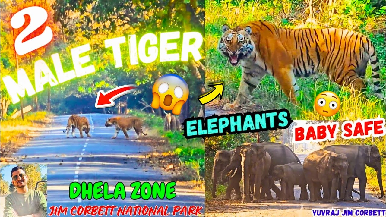 DO MALE TIGER IK SATH ON ROAD AA GYE 😱 KHATARNAK MAHOOL BN GYA #yuvrajjimcorbett