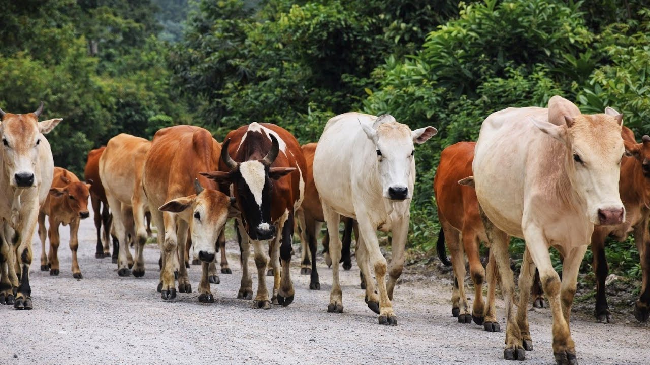 Keseruan Puluhan Sapi Lembu Kampung Berjalan Berkawanan Di Perkampungan 