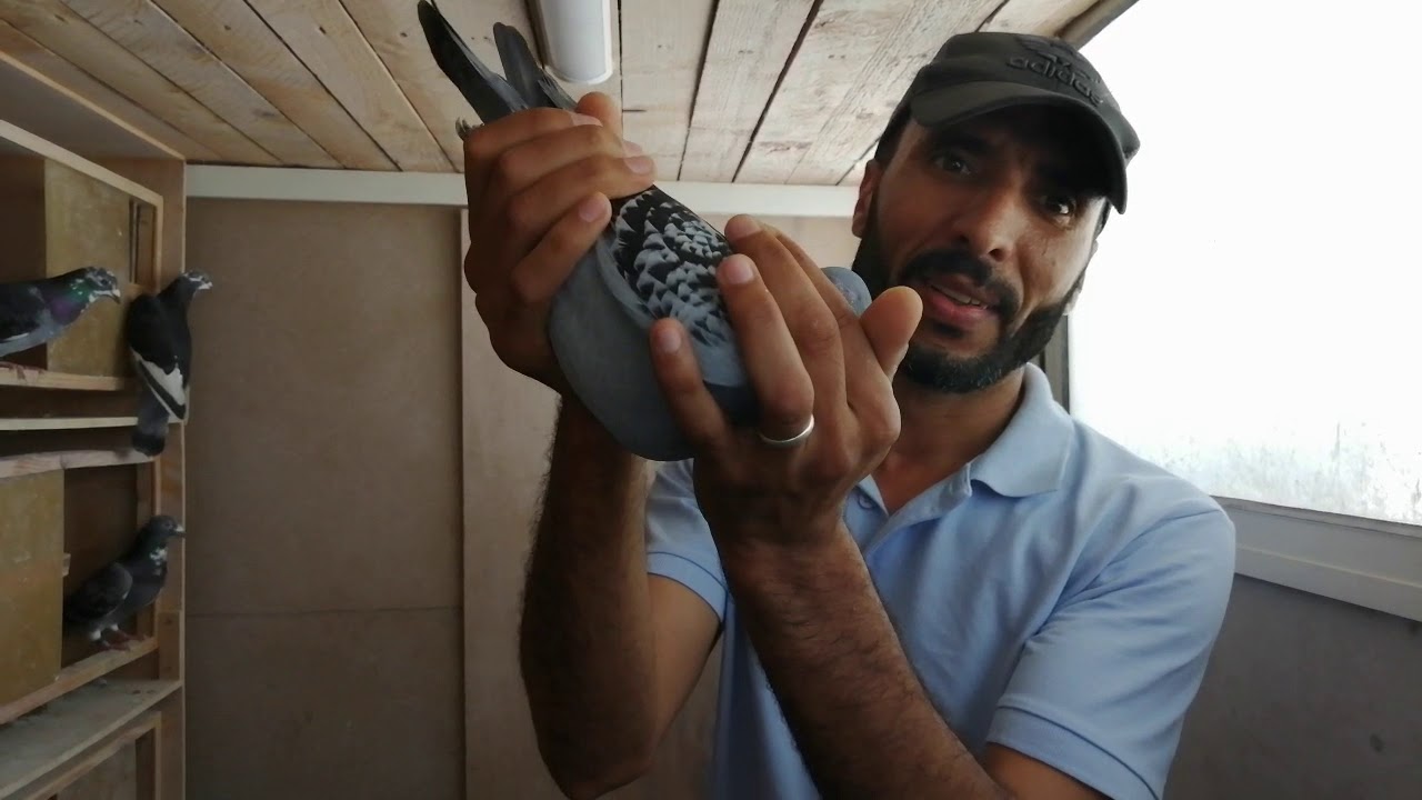 تعرف على سلالات البطل كريم المعروفي صاحب الانجاز الكبير في مرحلة الطويل هذا الموسم.