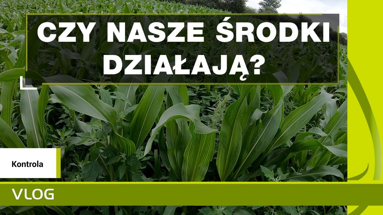 Wielki test środków ochrony roślin w kukurydzy. Odporność chwastnicy na nikosulfuron. KUKURYDZA 2020