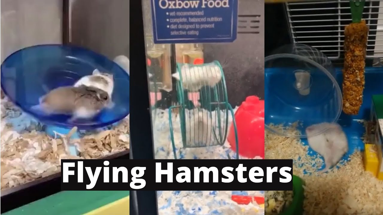 Funny Hamsters Wheel Edition