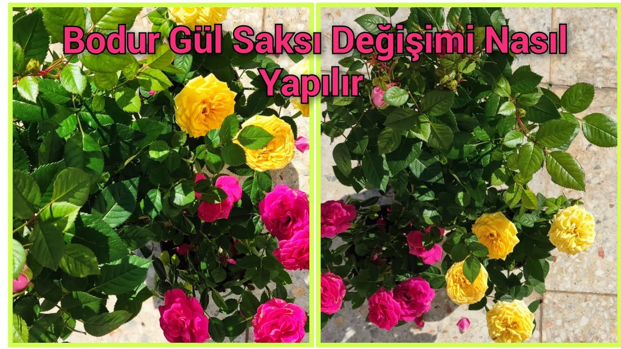 📣 MİGROS MARKETTEN VE ÇİÇEK PAZARINDAN ALDIĞIM BODUR GÜLLERİN SAKSI DEĞİŞİMİ TOPRAK KARIŞIMI EKİMİ