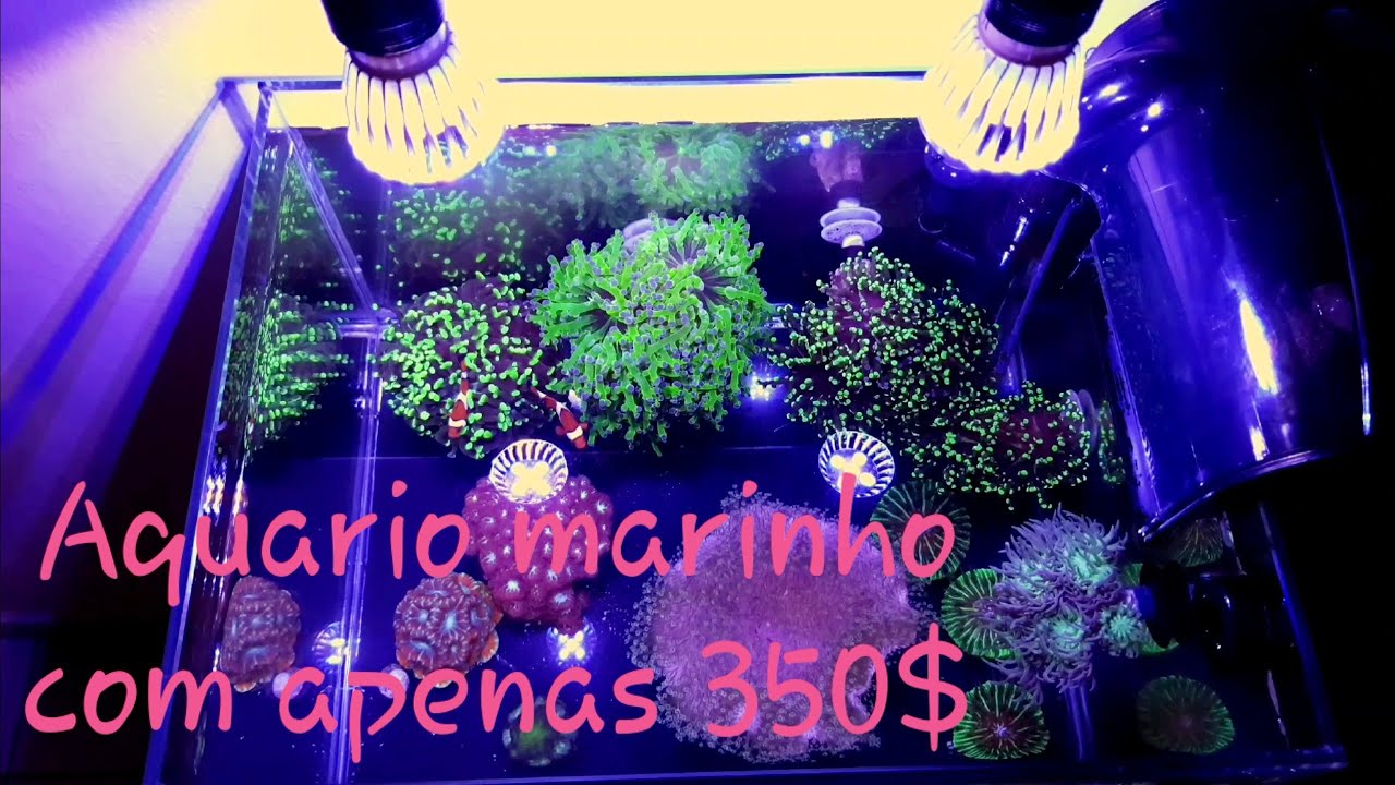 Aquario marinho com apenas 350 reais