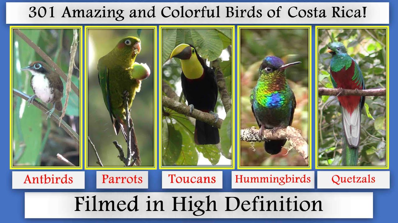 301 Costa Rica Birds filmed in high definition!
