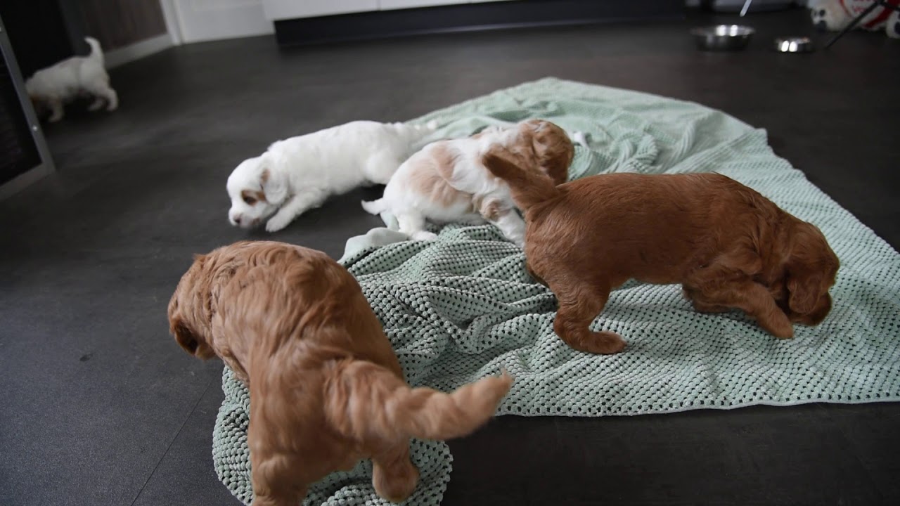 Australian Labradoodle pups van Lynn & Beer