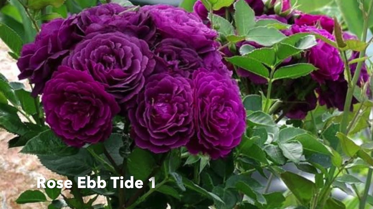 Roses for spring 2021. Hardy to zone 4 (anywhere in Nova Scotia).