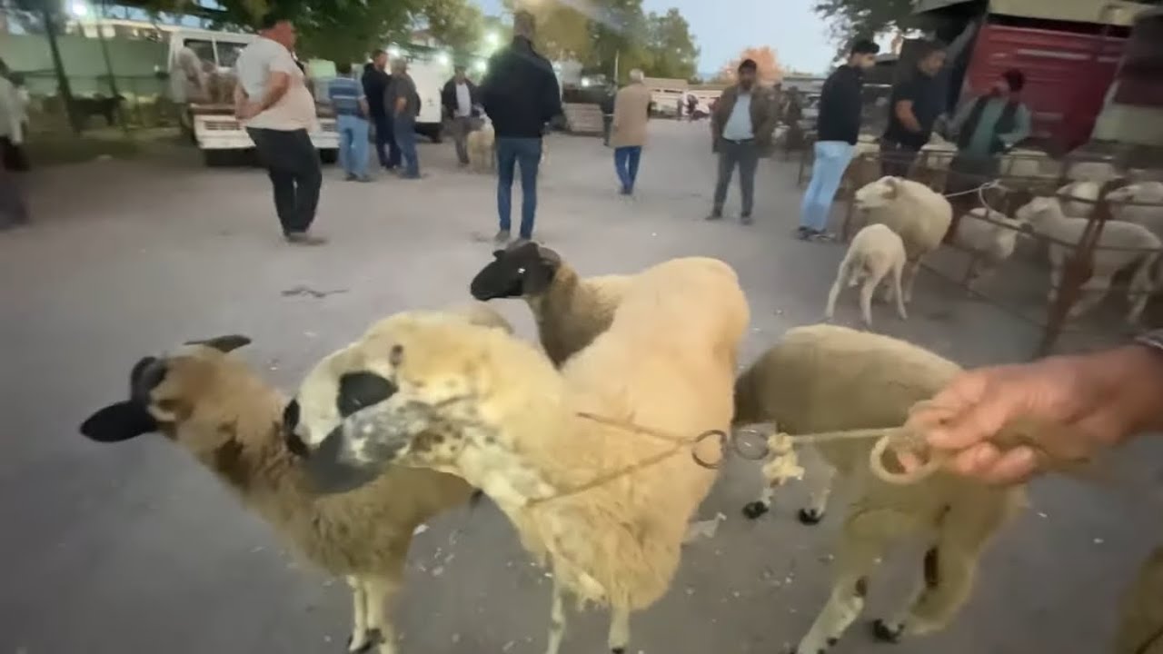 TİRE HAYVAN PAZARINDA GÜNCEL BİLGİLER