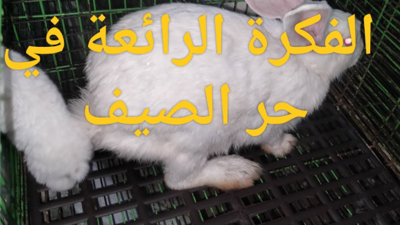 الفكرة الرائعة في حر الصيف تحمي الأرانب وأنت مطمن عليك بهذه الطريقة فوراً 💯💯💯💯💯💯