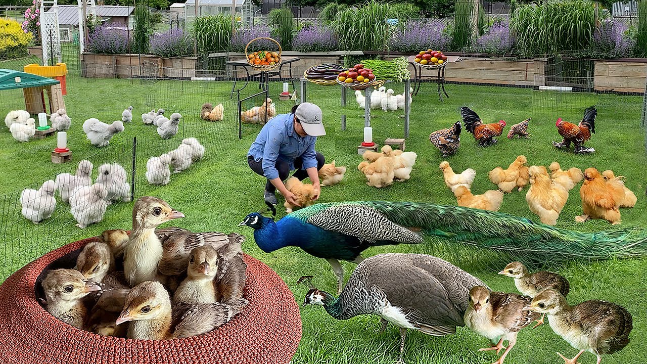 Essential Steps for Raising Organic Peafowl: Eggs to Adults + Abundant Garden Harvest & Preserving