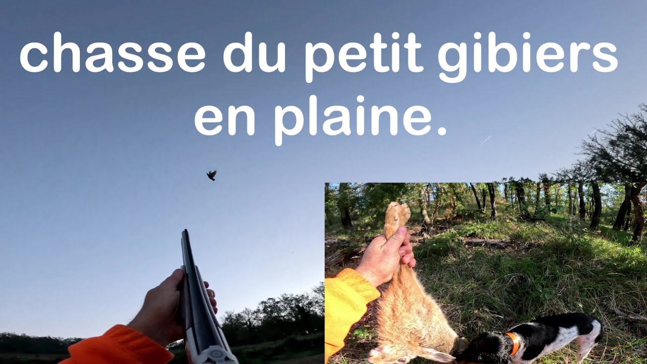 CHASSE du petit gibiers en plaine.( Lièvre ,perdreaux ,faisan).