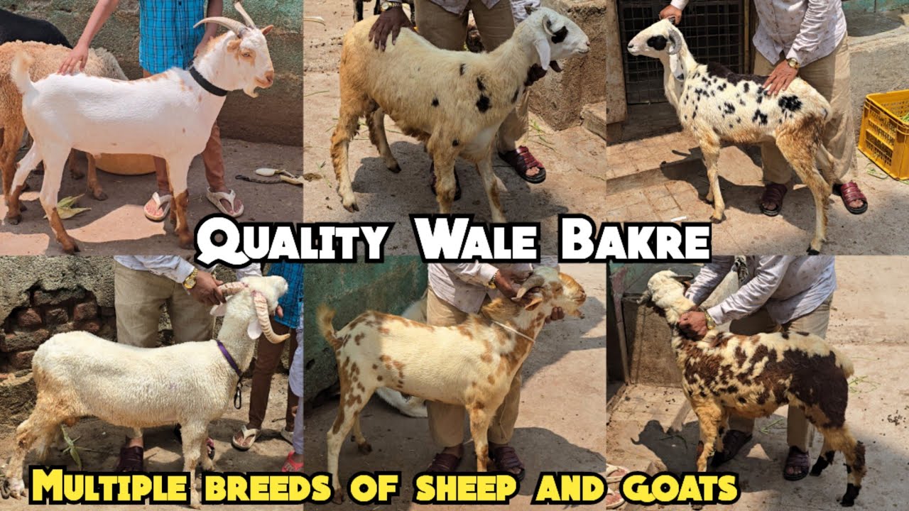 Quality wale bakre available in Hyderabad | Multiple breeds of sheep's and goat's in Hyderabad 