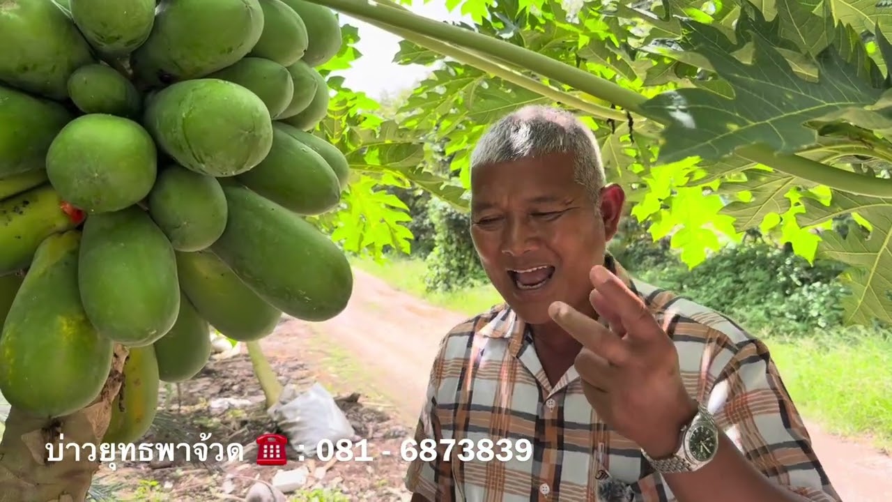เทิคนิคการปลูกดูแลมะละกอลูกดก ใช้สารปรับปรุงดินอินทรีย์เคมีหมักแร่ด้วย พด. | อ.พรต | บ่าวยุทธ