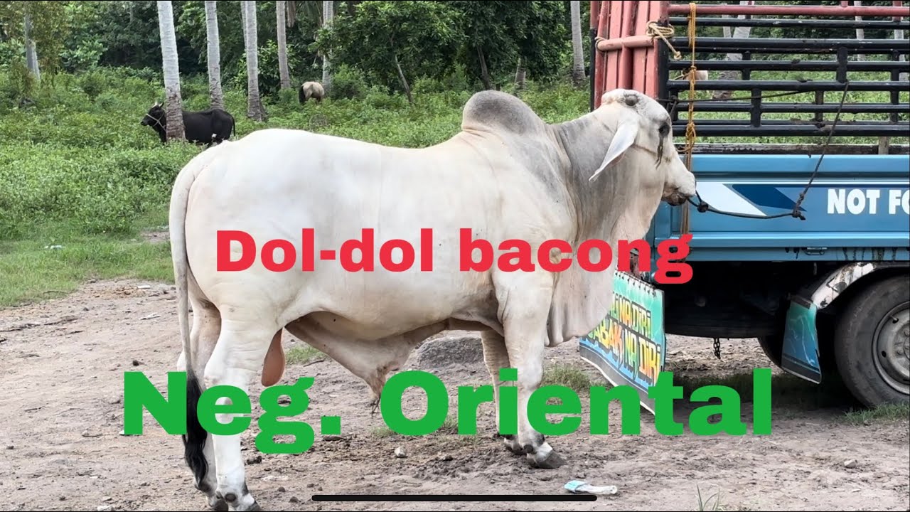 Doldol bacong livestock market
