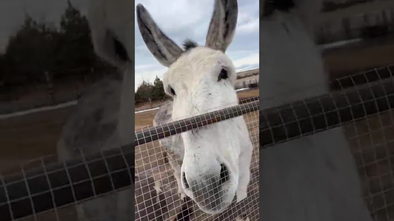 12-09-2025 Lunch with Our Long Ears