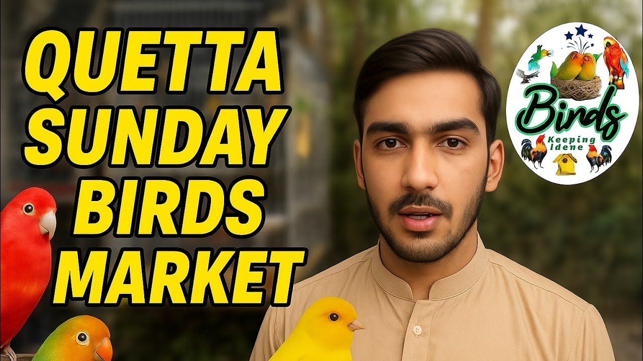 Quetta Sunday Birds Market 14/09/2025 | Rare Birds, Lovebirds & Canary Sale in Quetta