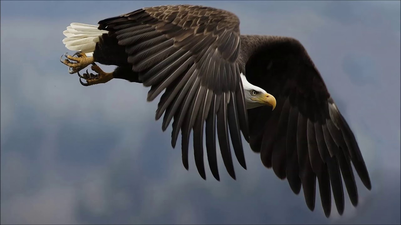 Águila Aguilé - Ivan Donaldson