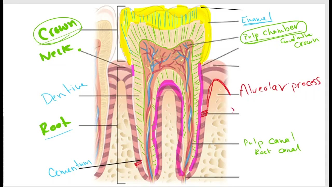 1411 02 Ch 02 The Tooth