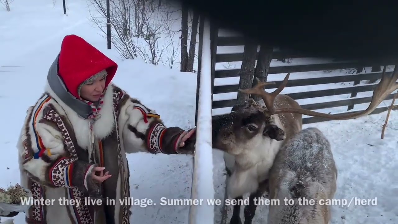 Поездка на Ямал (звук++) 🦌 Немного культуры, традиций, учебе и отдыха 🩵 #оленауутай #ямал 