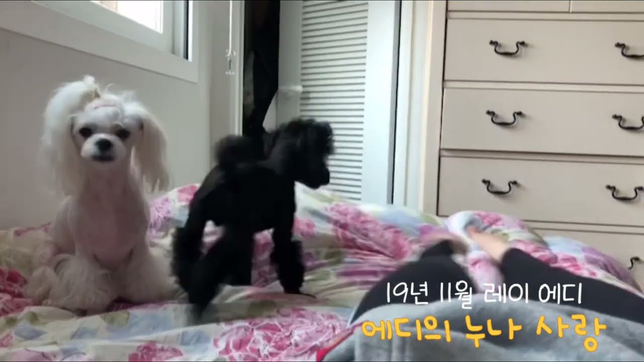 에디야 누나가 좋니?