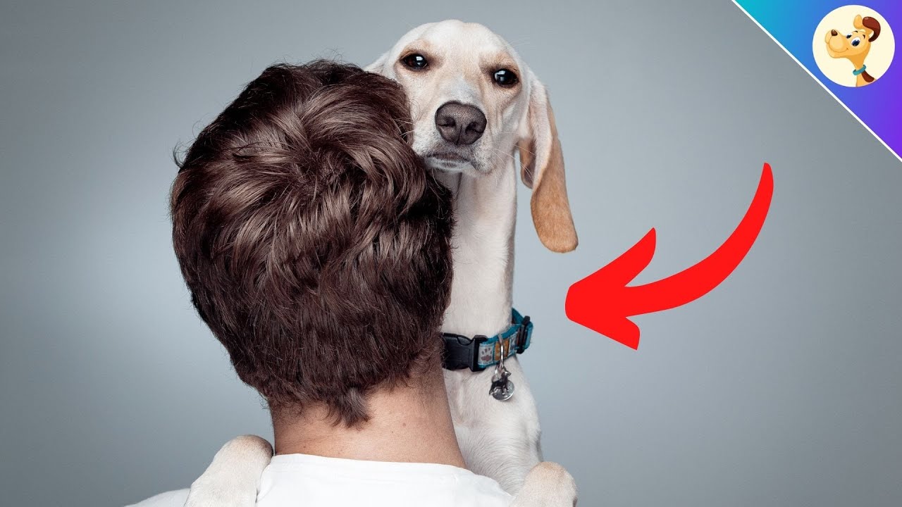Fehler, die JEDER Hundehalter jetzt nicht mehr machen sollte!