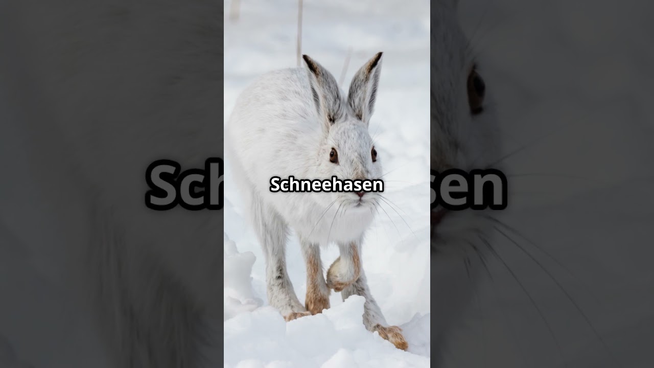 Faszinierende Fakten &uuml;ber den Schneehasen 🐇
