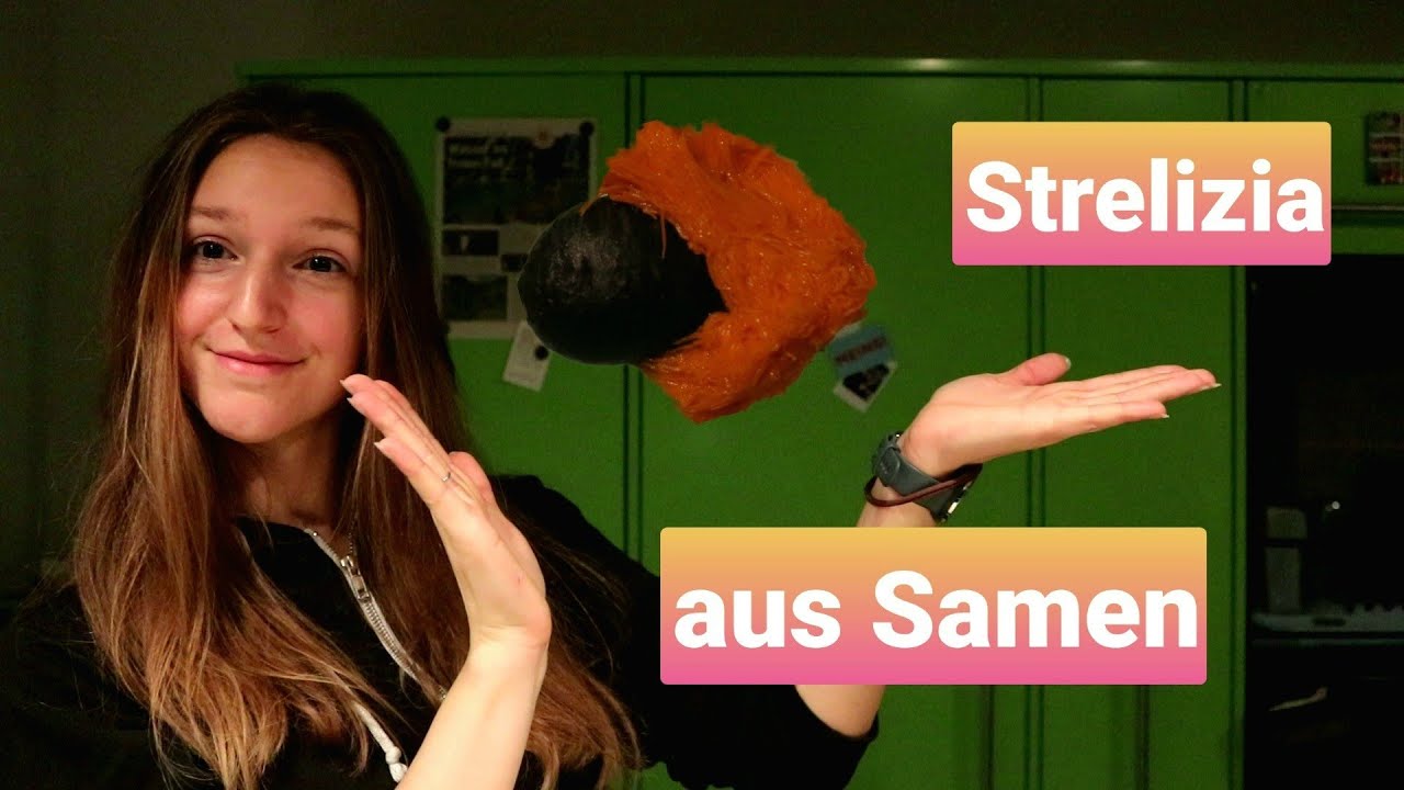 Strelizia aus Samen ziehen ? So geht es! | Strelizia reginae🌱| Paradiesvogelblume
