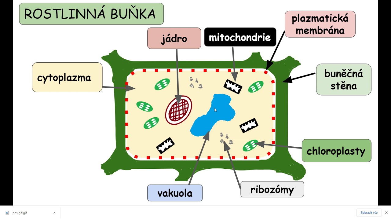 Kateřina Vlachová - 6. tř, Buňka