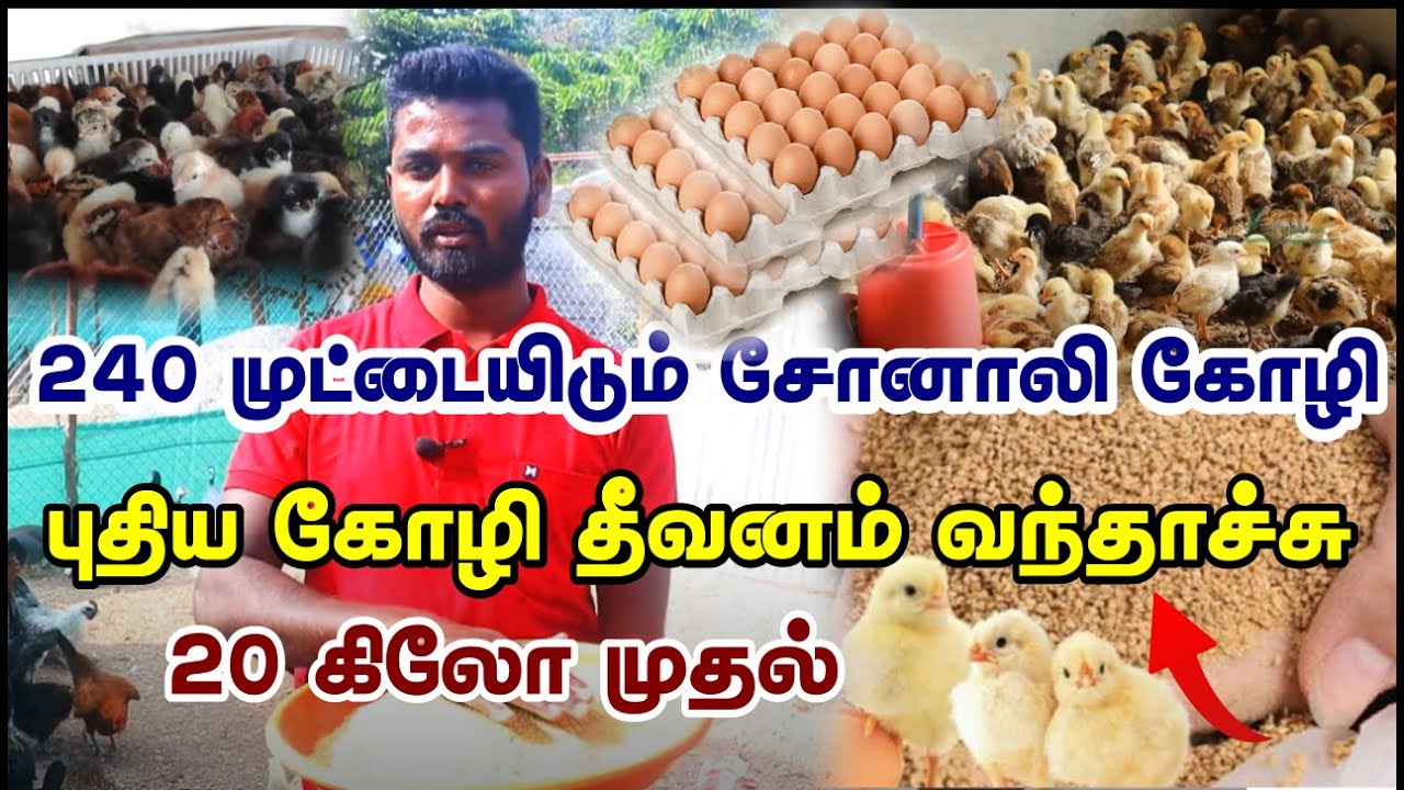 அதிக முட்டை இடும் சோனாலி கோழி குஞ்சிகள் | புதிய கோழி தீவனம் 20 கிலோ முதல் | Sonali Kozhi Valarpu