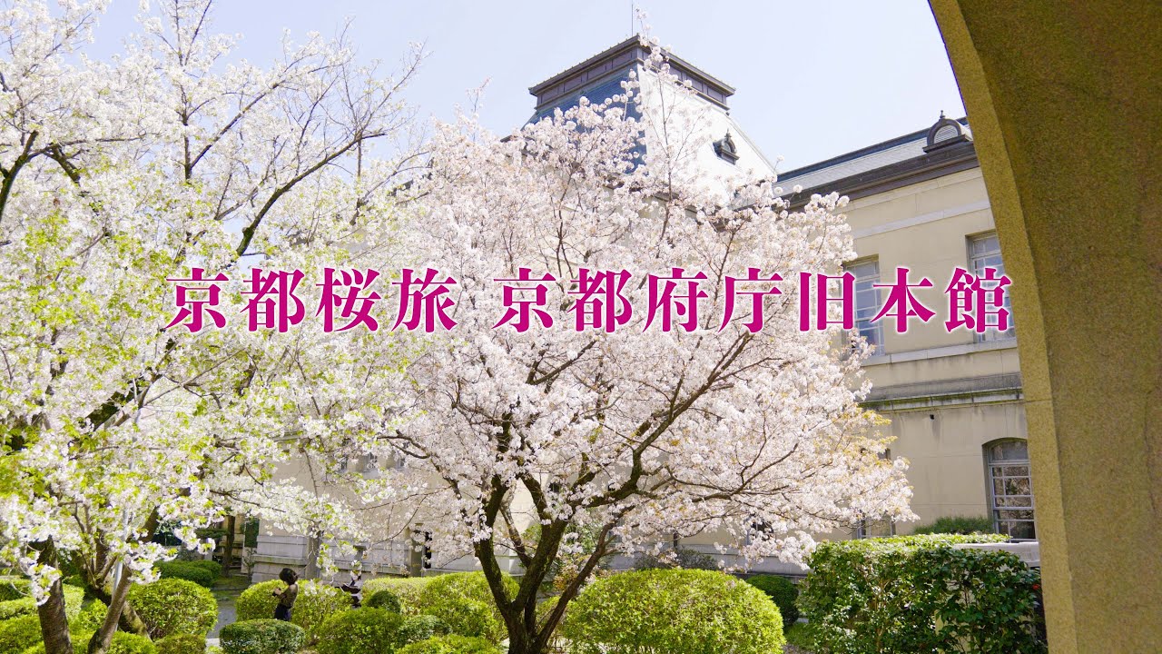 京都府庁 旧本館 桜 重要文化財 Kyoto Prefectural Office Old Main Building