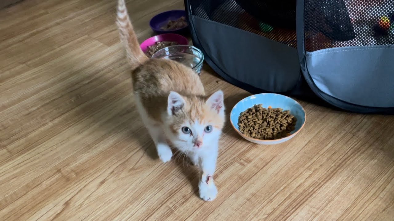 Kittens Can Be Picky Eaters! Kenmore Playtime