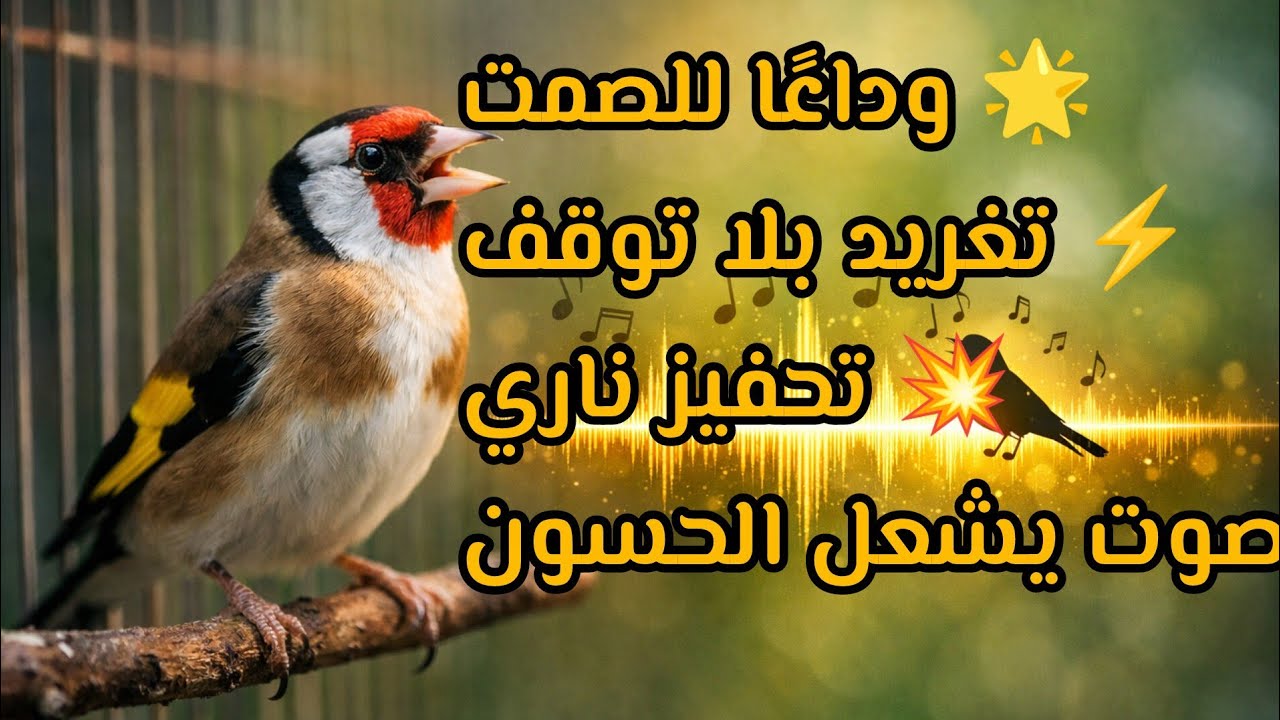 أقوى بتبتة لتحفيز الحسون على التغريد | إخراجه من الصمت والخمول بسرعة