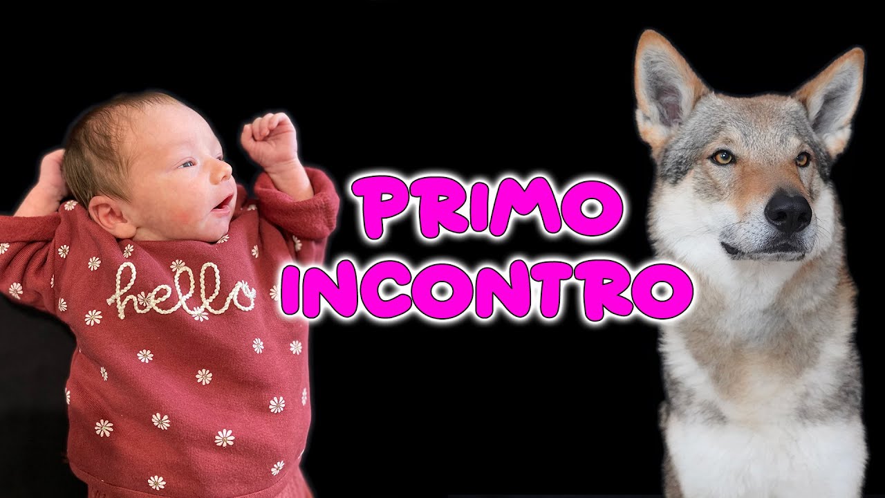 Lorenzo incontra Ginevra * che emozione * 🥰
