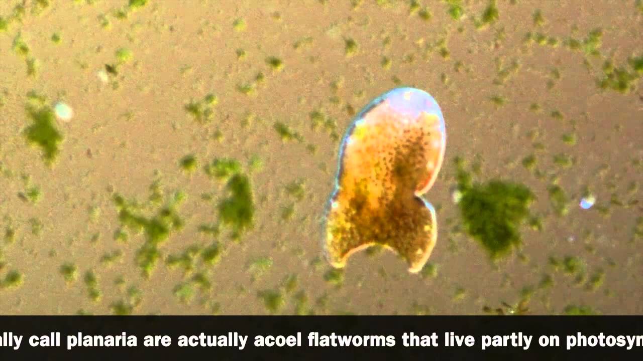 Acoelomorpha