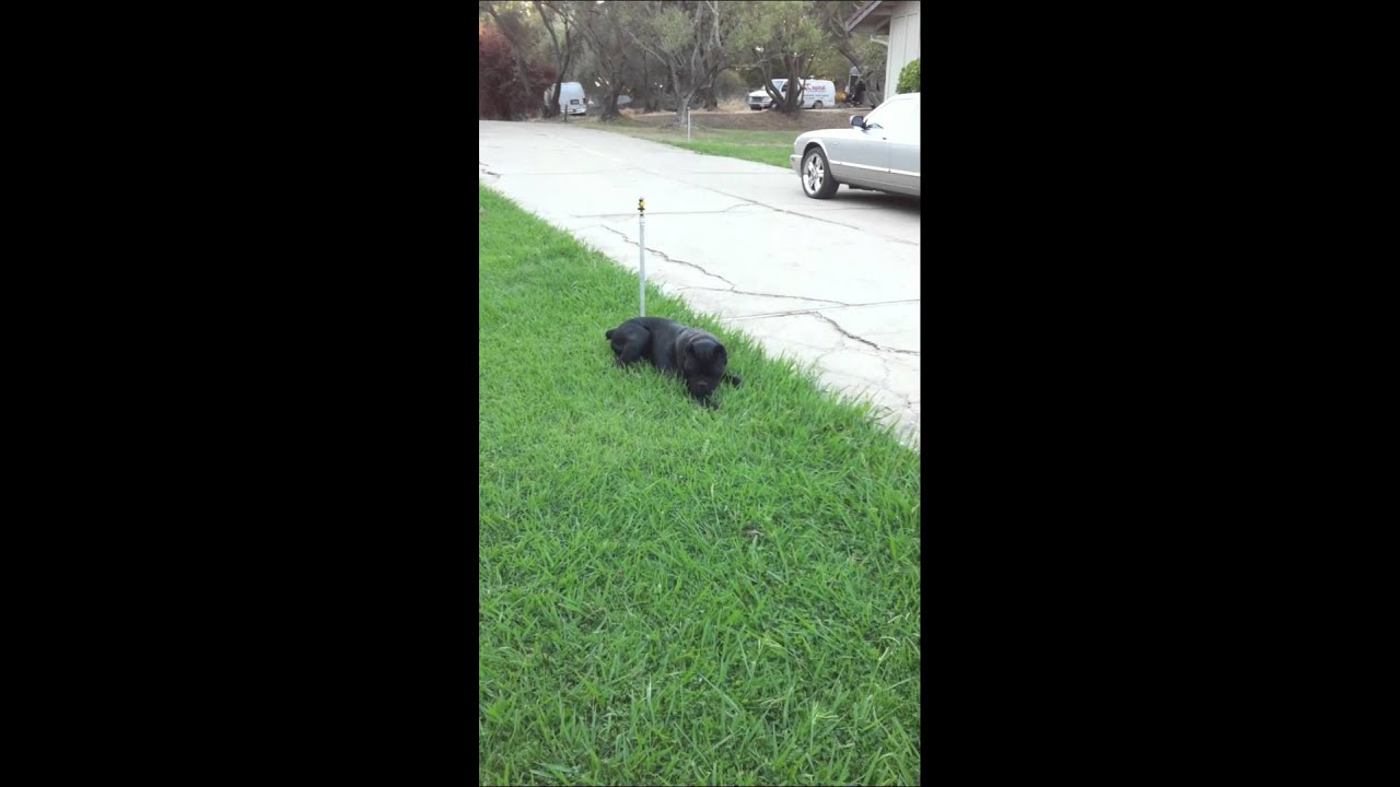 Cane Corso 1-1/2 years old
