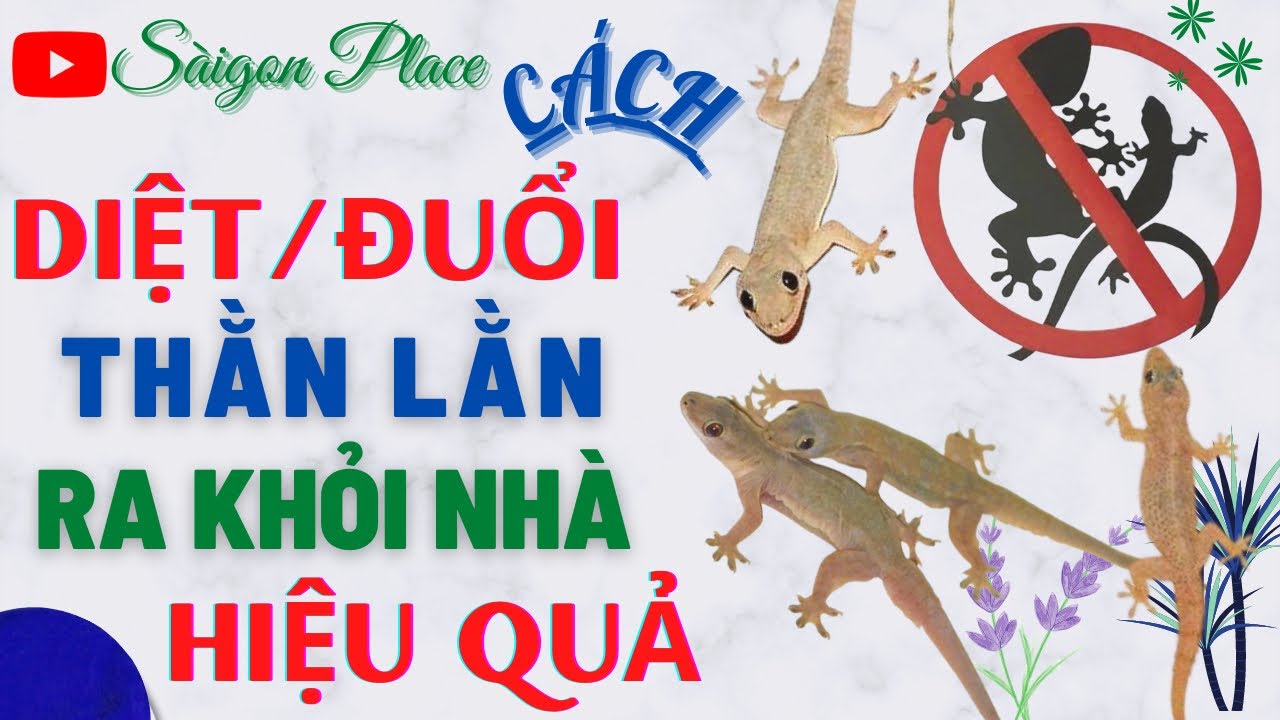 Cách diệt đuổi Thằn Lằn - Thạch Sùng ra khỏi nhà hiệu quả nhất - @SaigonPlace